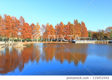 東京都墨粉公園的水杉 東京都墨粉公園的水杉 119052042