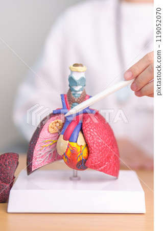 Doctor point Smoker Lung anatomy for Disease. Lung Cancer, Asthma, Chronic Obstructive Pulmonary or COPD, Bronchitis, Emphysema, Cystic Fibrosis, Bronchiectasis, Pneumonia and September world Lung day 119052070