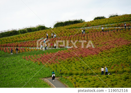 KOKIA KOKIA 119052516
