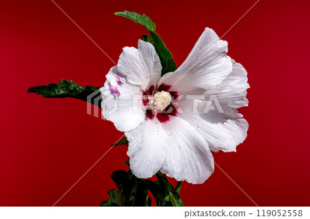 Blooming white Hibiscus syriacus on a red background 119052558