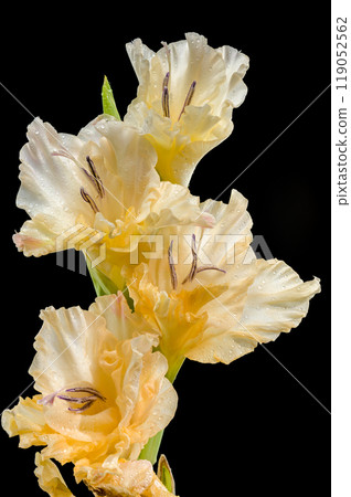 Blooming Gladiolus Donna Maria a black background Blooming Gladiolus Donna Maria a black background 119052562
