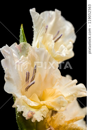 Blooming Gladiolus Donna Maria a black background 119052563