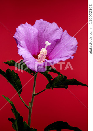 Blooming pink Hibiscus syriacus on a red background Blooming pink Hibiscus syriacus on a red background 119052568