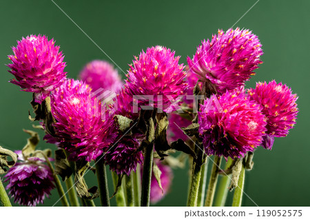 Blooming red Gomphrena on a green background 119052575