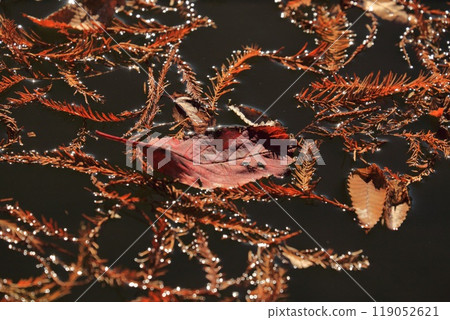 Deciduous tree leaves shining on the water surface 119052621