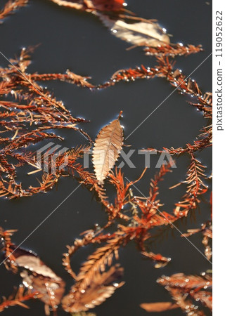 Deciduous tree leaves shining on the water surface 119052622