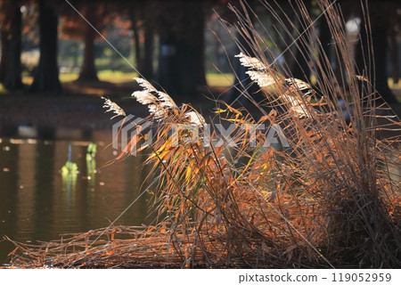 Autumn leaves of reeds by the water 119052959