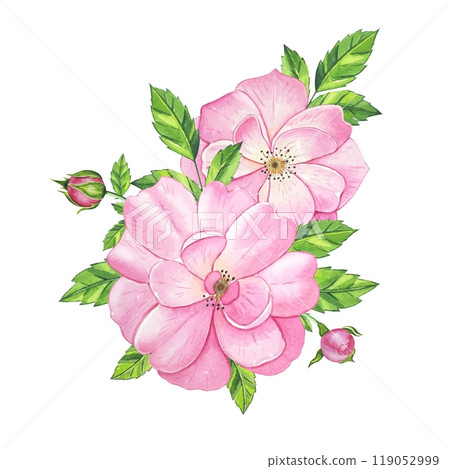 Bouquet with pink tea rose. Hand drawn watercolor illustration 119052999