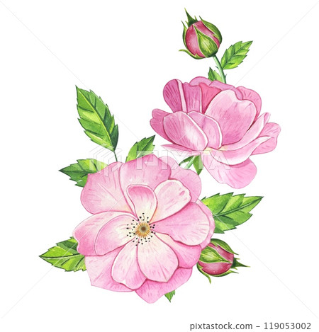 Bouquet with pink tea rose. Hand drawn watercolor illustration Bouquet with pink tea rose. Hand drawn watercolor illustration 119053002