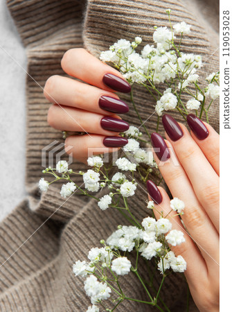 Elegant deep burgundy nails displayed alongside delicate white flowers on a cozy knit sweater  119053028
