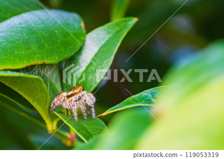 A jumping spider looking up at the sky with its round eyes 119053319