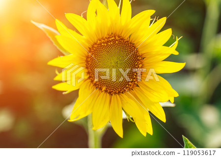 Sunflower flower on agriculture field, growing sunflower for production. Sunflower flower on agriculture field, growing sunflower for production. 119053617