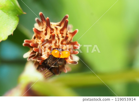 Larvae of the musk Larvae of the musk 119053914