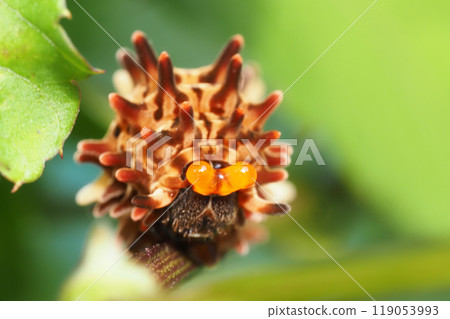 The larvae of the Chinese swallowtail butterfly use their sense of smell to intimidate prey. 119053993