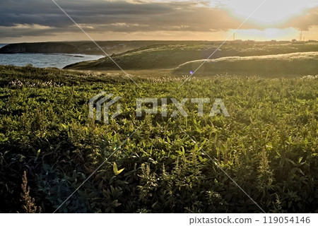 The silver grass fields of Cape Kiritappu glowing in the sunset 119054146