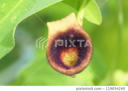 角金槍魚的花 角金槍魚的花 119054248