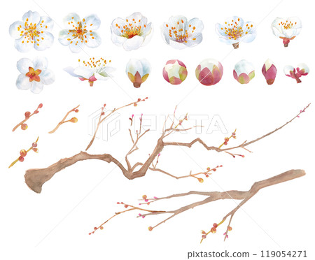 Watercolor illustration of plum blossoms. White blossom plum. Set of elements (transparent background) Watercolor illustration of plum blossoms. White blossom plum. Set of elements (transparent background) 119054271