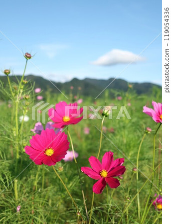 Niigata Prefecture, Sekikawa Village, Cosmos Park Niigata Prefecture, Sekikawa Village, Cosmos Park 119054336
