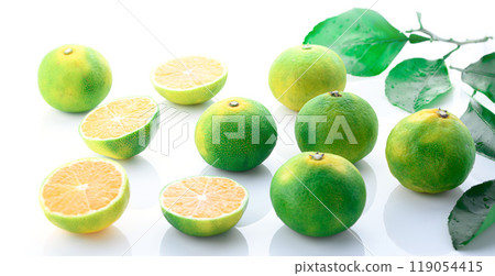 橘子（早橘）白底 119054415