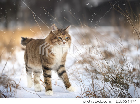 Kurilian Bobtail in nature 119054474