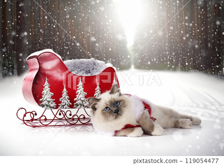 birman cat in nature 119054477