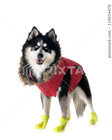 Pomsky in studio 119054478