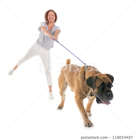 Boerboel and woman in studio Boerboel and woman in studio 119054487