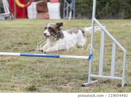 dog and agility 119054492