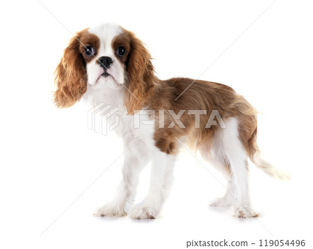 young cavalier king charles young cavalier king charles 119054496