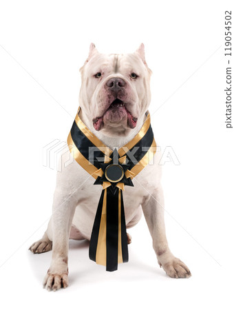 bully XXL in studio 119054502