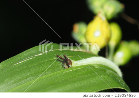 Larva of black-winged butterfly and rosary beads 119054656