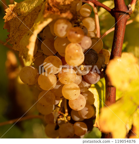 Noble rot of white wine grape, botrytised grapes in sunshine, Sauternes, France Noble rot of white wine grape, botrytised grapes in sunshine, Sauternes, France 119054876