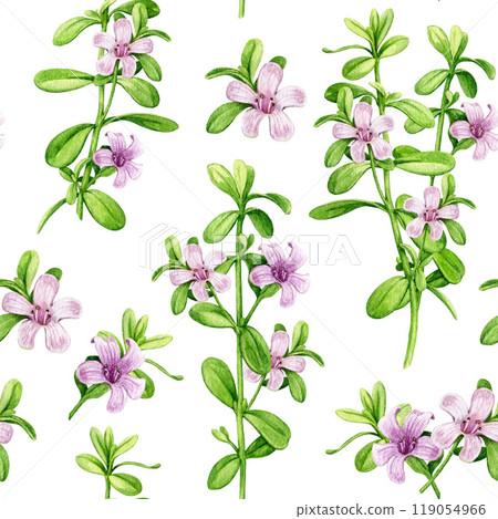 Bacopa medicinal plant vintage style seamless pattern. Hand drawn adaptogenic bacopa monnieri watercolor botanical illustration. Brahmi herb ayurveda medicine seamless pattern on white background 119054966