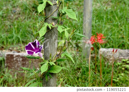 Spider lilies and morning glories 119055221