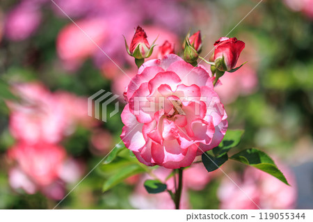 鮮綠色的五月玫瑰 鮮綠色的五月玫瑰 119055344