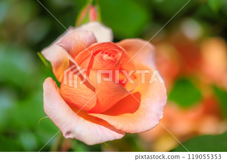 Bright new green May roses 119055353
