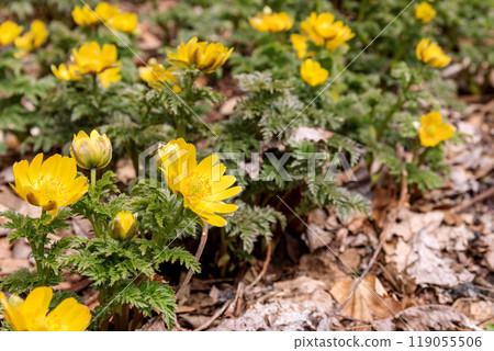 A cluster of Adonis flowers along a walking trail in Toyako Town, Hokkaido, heralding the arrival of spring [March] 119055506
