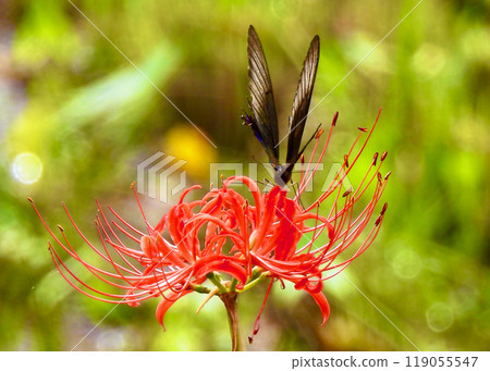 Higanki flowers and crows swallowtail 119055547