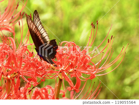 Higanki花和烏鴉燕尾 119055564