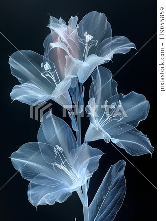 Elegant X-Ray Image of Lilies Showcasing Delicate Petals and Intricate Details 119055859