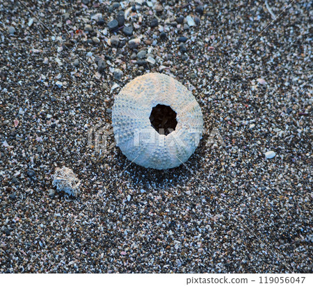 Washed up sea urchin shell Washed up sea urchin shell 119056047