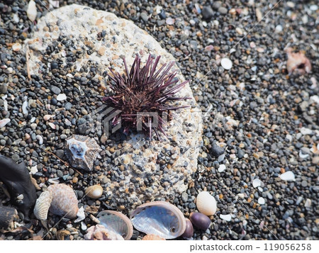 Sea creatures washed up on the beach 119056258