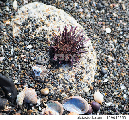 Sea creatures washed up on the beach 119056263