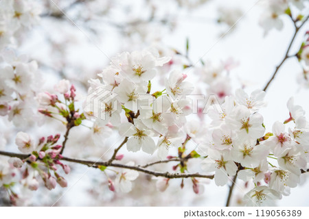 Spring image [cherry blossoms] 119056389