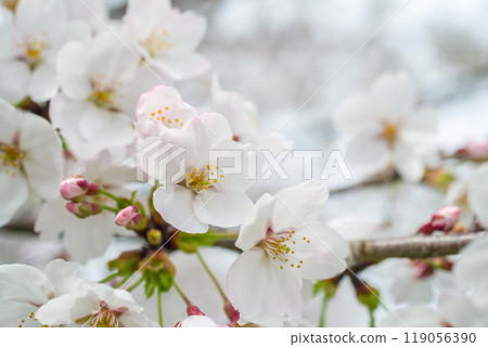 春天的圖像[櫻花] 119056390