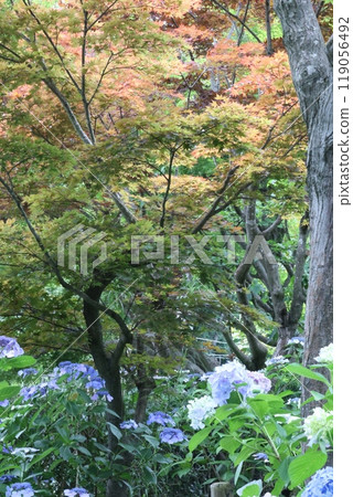 與秋天花的八仙花屬 119056492