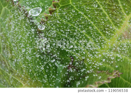 葉子和繡球花水滴 葉子和繡球花水滴 119056538