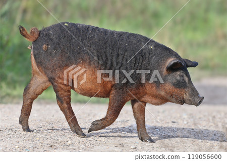 These amazing sheep pigs These amazing sheep pigs 119056600