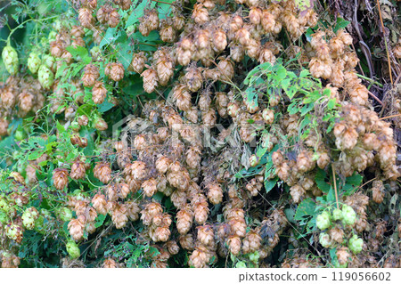 Humulus, or hop 119056602