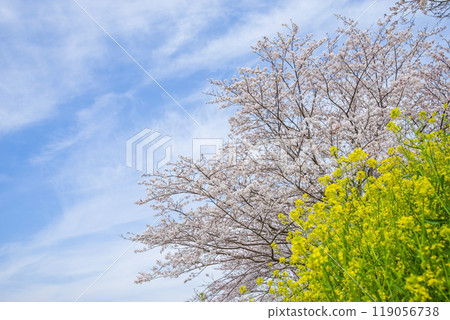 Spring scenery: Cherry blossoms and rape blossoms in full bloom 119056738